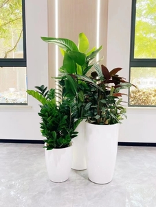 余姚植物出租，为商业场所带来生机与活力